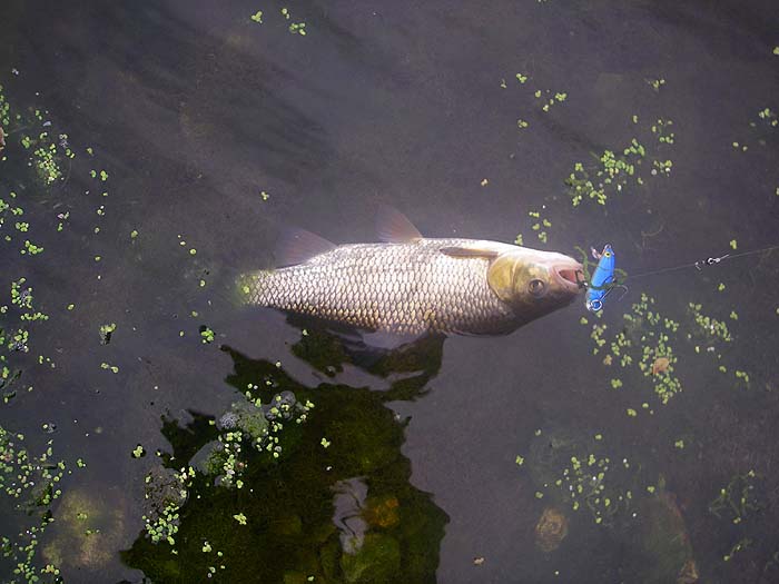 This was the small chub taken on my little plug..