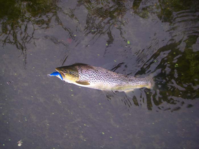 The trout was in the fast water downstream of a weir and took a while to land.