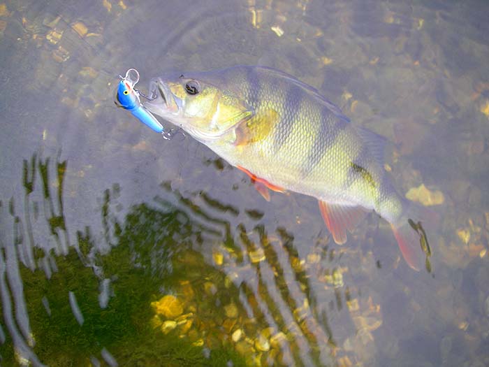 I'd already landed a couple of small perch before this one took my plug.