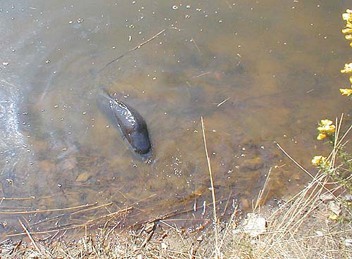 This one was a bit smaller and was unhooked without being lifted out.