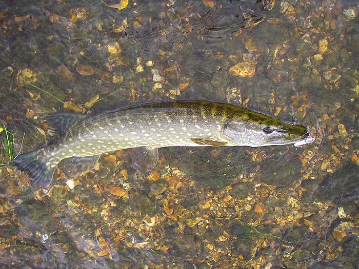 the fish was in exactly the same position as the chub that I'd caught minutes before.