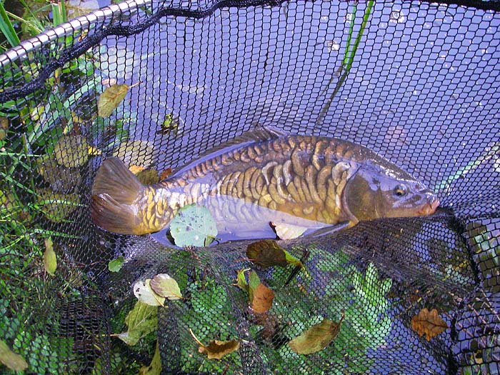 The least of the three but a fantastic suit of armour.