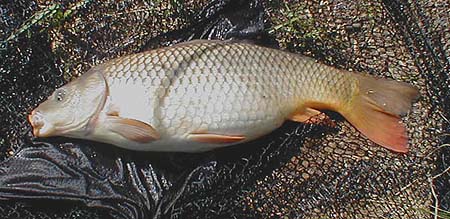 Just double figures but fully scaled carp look so much nicer than mirrors (well I think so).