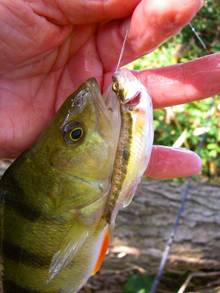 The minnow hadn't even come off the hook. Perch of almost any size will take a minnow.