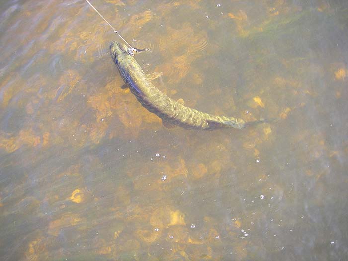 I don't like catching pike on plugs but this one was lightly hooked and easy to release..