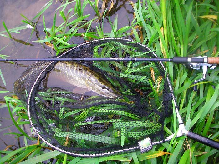 At last I have a picture of a pike that I can use.