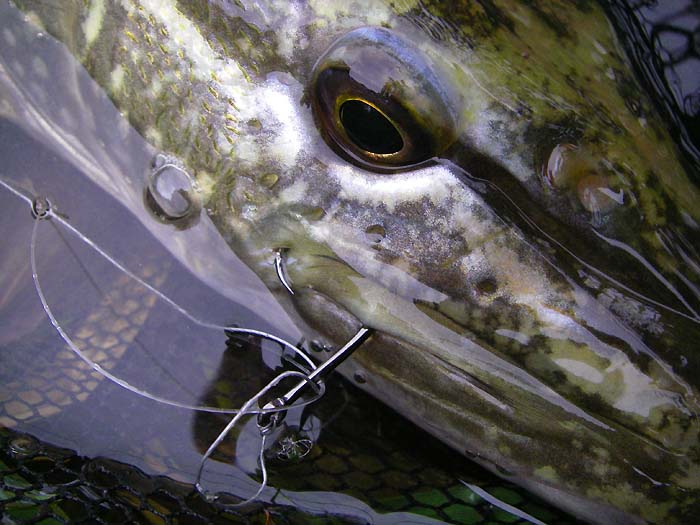 All three decent fish were hooked exactly like this one. The trace is a bit screwed up after two sessions of use.