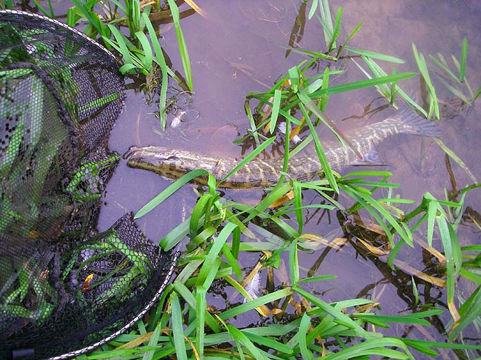 It will swim off once it realises it is free.