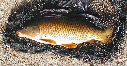 This one tried to take the bait as it hung above the water surface.