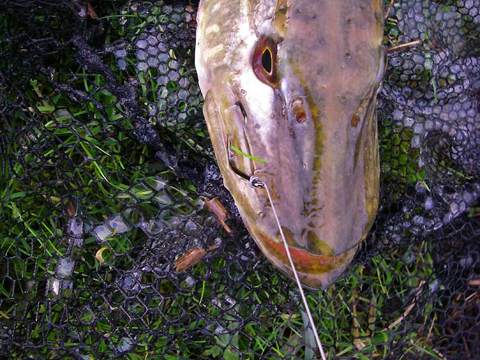 One of my pike nicely hooked in the jaw, easy to remove, no problem!
