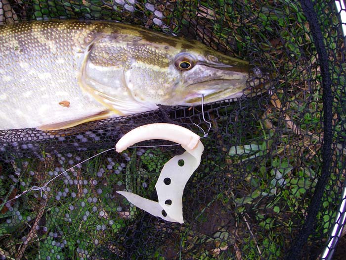 The big hook had done its job but the pike had 'blown' the lure right up the trace.