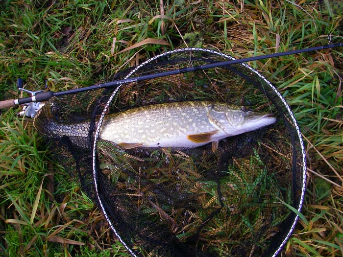 this was the best one I caught on a dace the following day.  Nicely jaw hooked but the hook's on the other side.