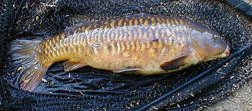 A fully scaled mirror that took mixers in the margin.