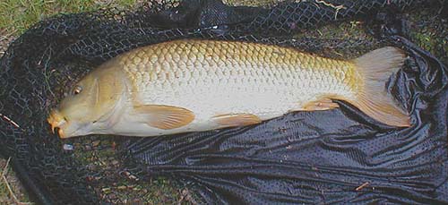 This one was feeding under an overhanging tree but took the bait from the bankside.