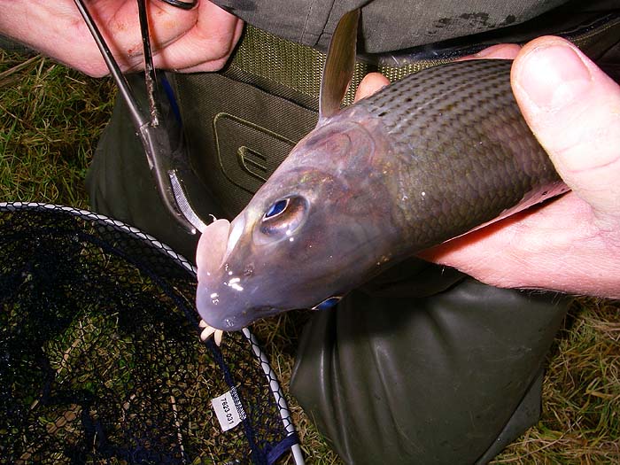 The bunch of maggots is clearly visible in the mouth of the grayling.