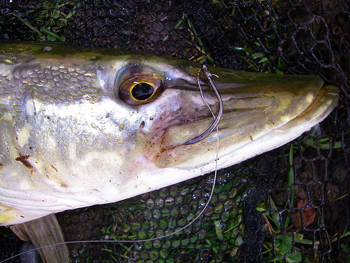With flattened barbs these circle hooks are easily and safely removed.  This fish was untagged..