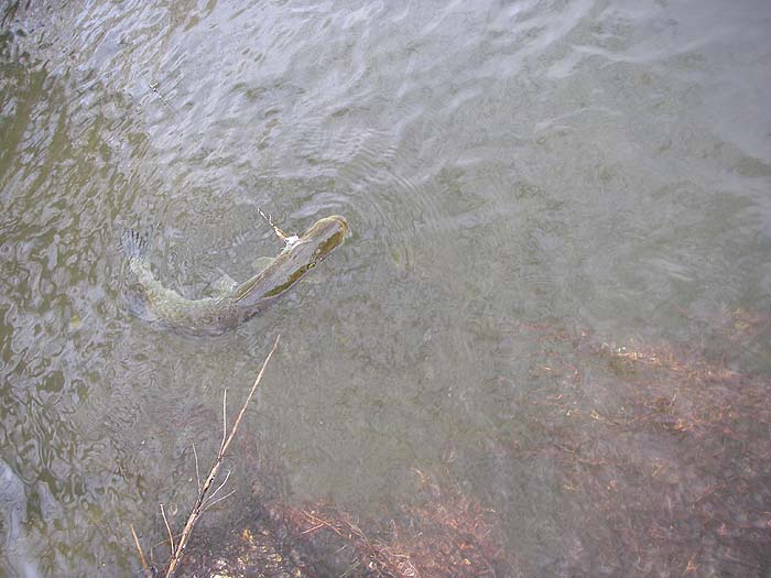 this pike took my Mepps intended for perch.