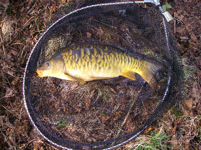 This nice little carp was my first catch from the lake.