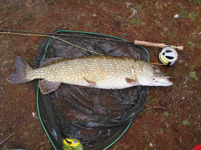 A nice catch for a water without any pike eh!