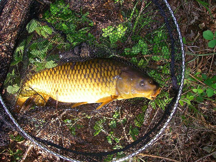 This common took a crust right under the rod tip.