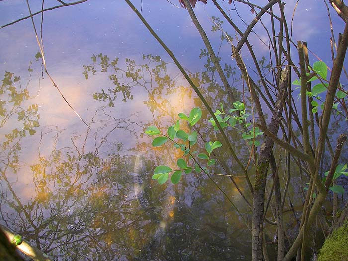 Too much reflection but one fish is visible just at the end of the leafy twig.