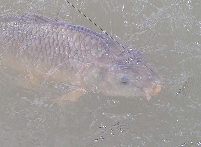 Another decent common.  I think the one I lost was bigger.