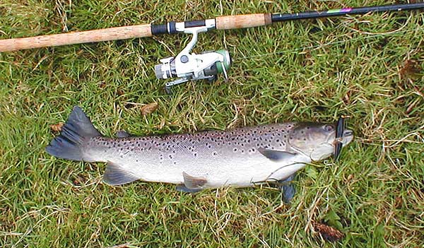 This nice female fish again took the J11.