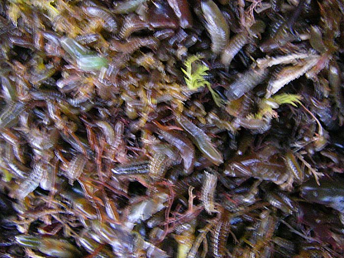 the picture's fuzzy because it was poor light and they wriggle all the time but it gives you some idea just how many there are.