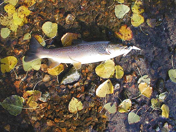 Out of season now but a lovely fish.