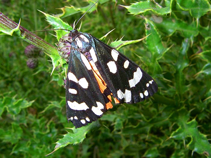 These beautiful moths often hang around near water.