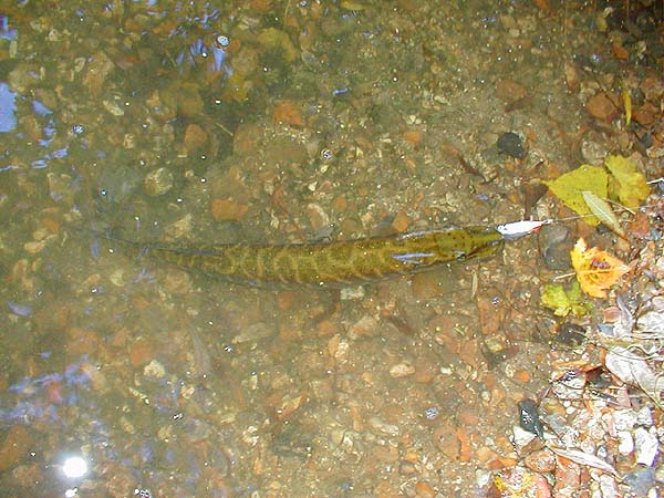 This one slashed at the snagged lure and took it next cast.