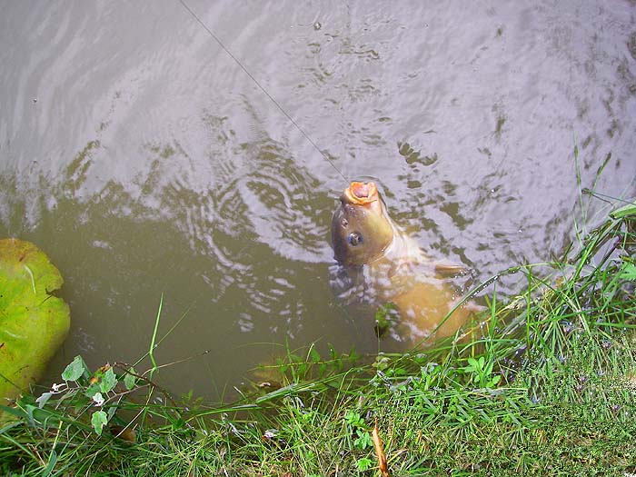 This one took a bait placed only centimetres from the bank with the line suspended from an overhanging bramble.