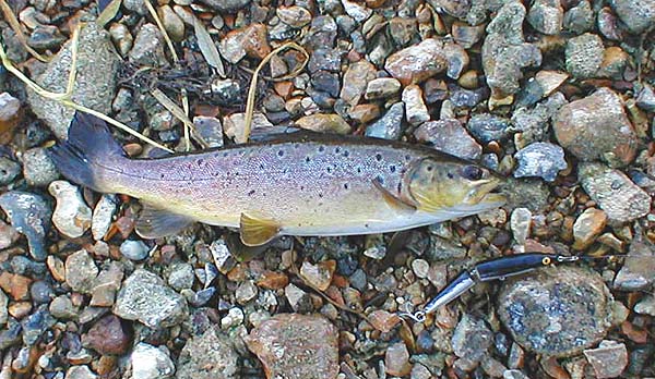 The size of lure seems almost irrelevant to these fish.