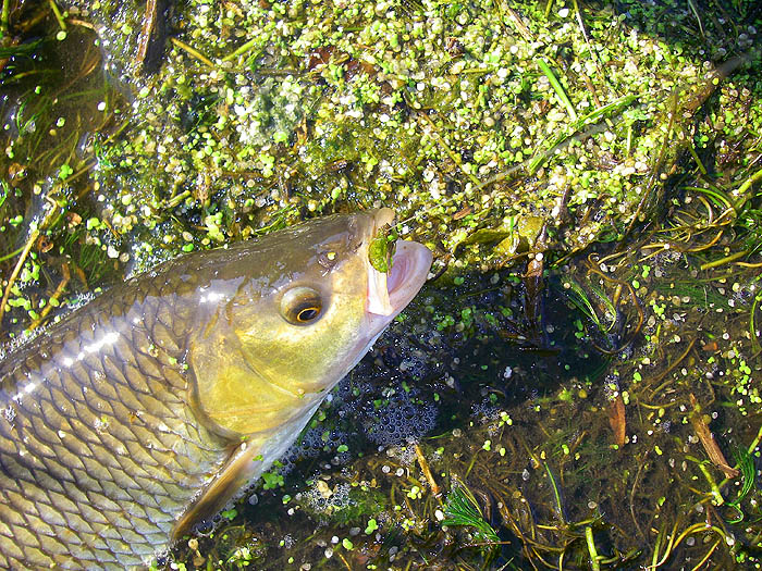 Sadly, the hook is masked by a bit of weed. I must be more careful.