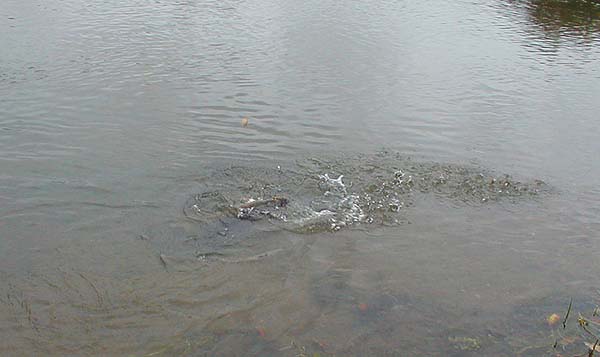 This pike was full of beans from the minute it felt the hook.