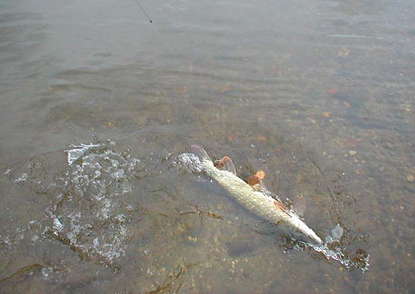 It rushed about all over the pool - it's atricky business getting the camera out while you play the fish.