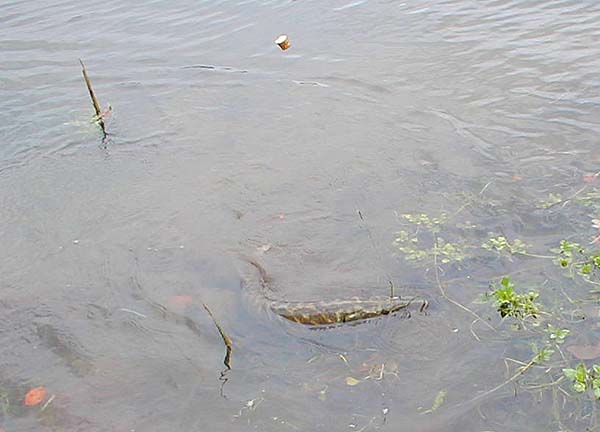 The trace and the simple cork float are clearly visible.