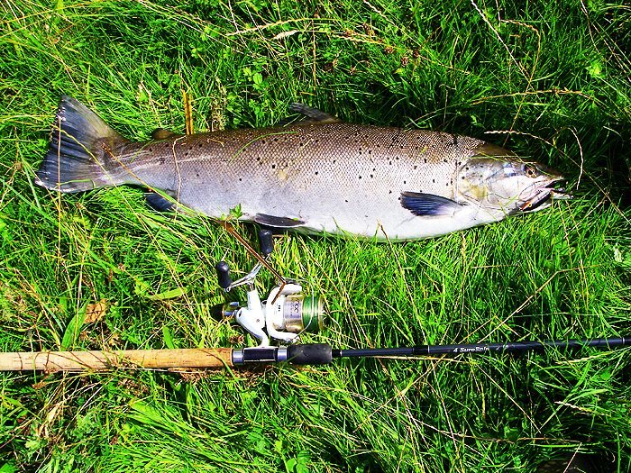 I love sea trout, and they always cause a bit of excitement.  Must try at dusk sometime (last year I caught nothing when I tried it).