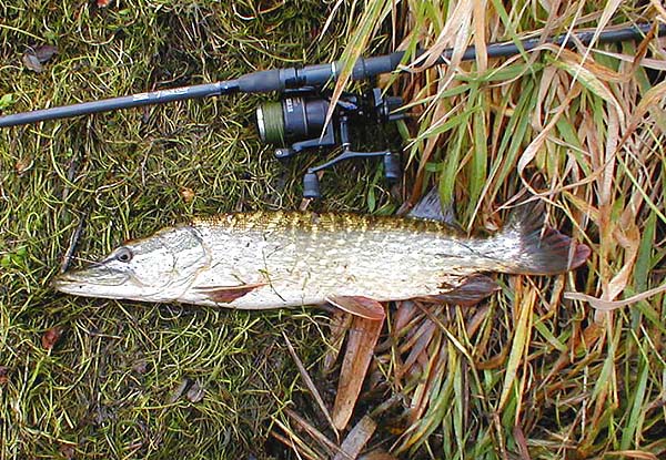 Eight pounds of lovely pike.