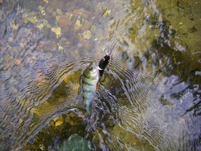 The first of the 'set' a pidgy little perch well hooked on my J9.