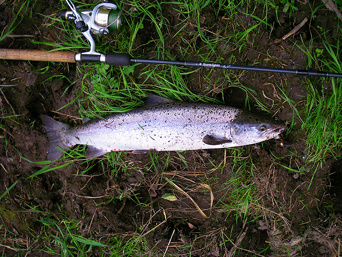 A beautiful grilse but I'd have preferred the sea trout that I was after.
