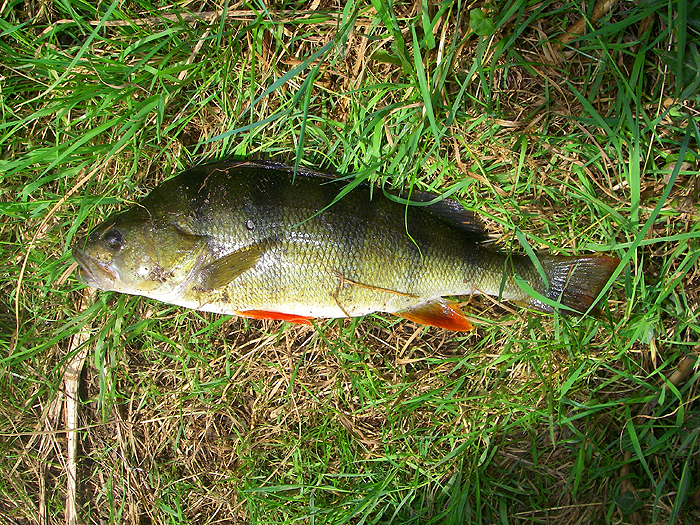 This good perch took my first minnow and fought very well.