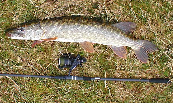 Almost nineteen pounds and in fantastic condition.