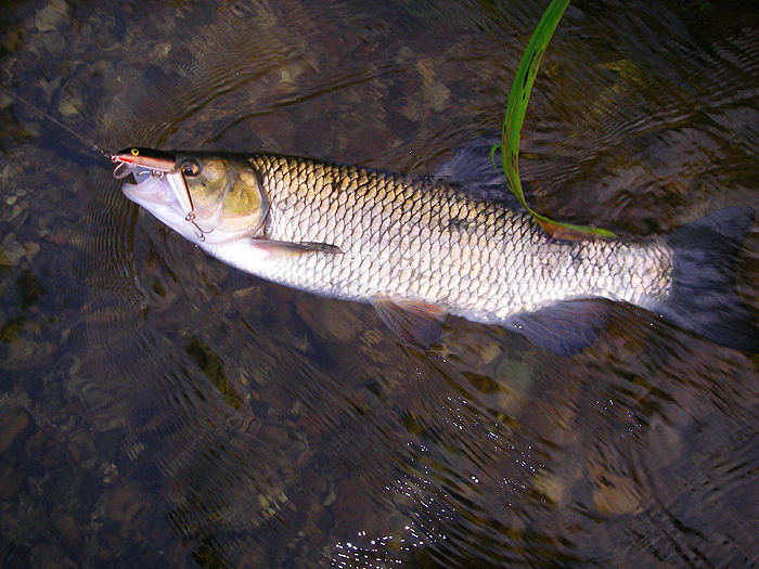 One of the better chub caught by spinning.