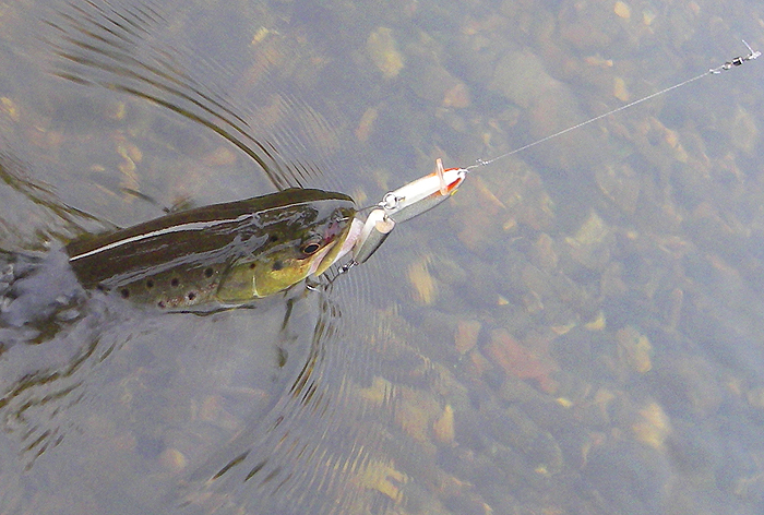 Not big but nicely on the single hook - undoubtedly a worthwhile device.