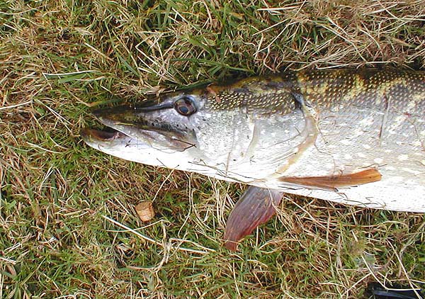 The single hook is easy to remove and the cork is still on the line.