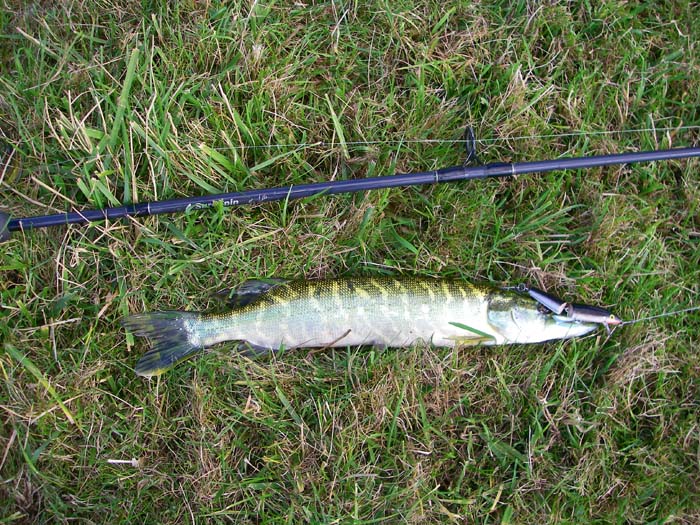 Even scratty little pike take these lures.