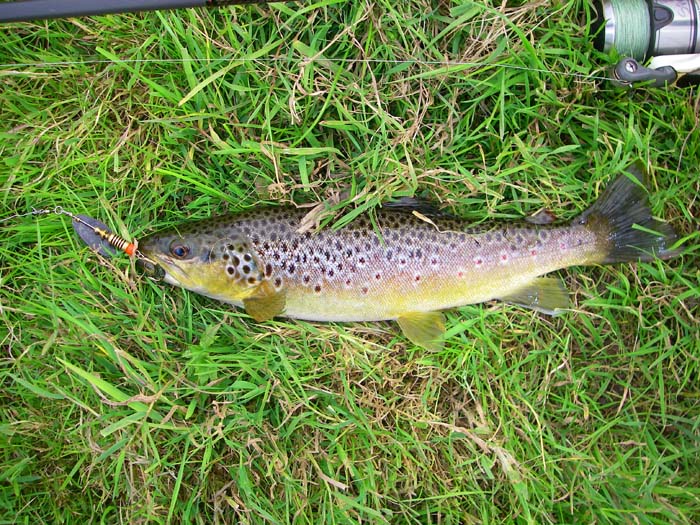 A nice trout with the black bladed Mepps well set in its jaw.