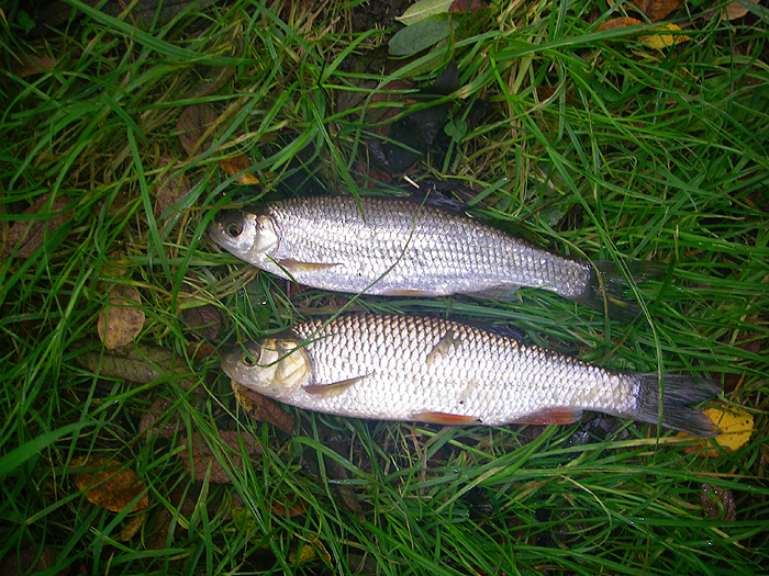 Related species of similar size.