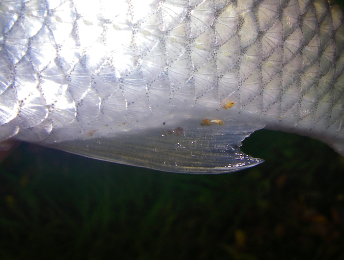 The fin may be reddish but is always concave.